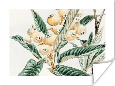 Produktbild von MuchoWow® Poster Beere - Blätter - Japanisch 80x60 cm - Kunst für zu Hause