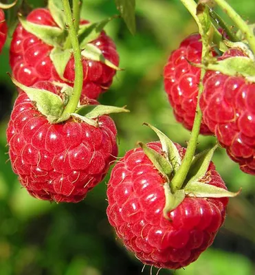 Produktbild von Himbeere ´WILLAMETTE´ 15-20 cm, Cont. 1 l