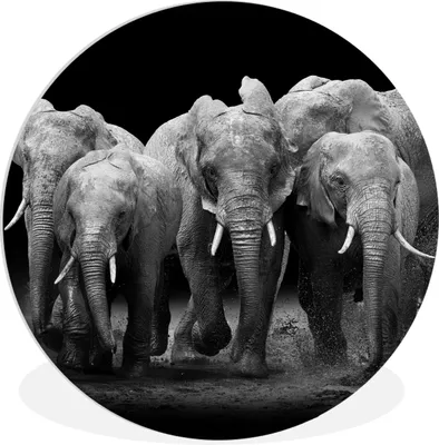 Produktbild von MuchoWow® Rundes Wandbild - Runde Bilder Elefant - Schwarz - Weiß - Tiere Ø 90 cm Kreis Wanddekoration Kunststoff - Wandkreis - Wandschmuck - Wand-Kreis - Wohnzimmer - Bild - Runde - Wanddeko - Dibond - Kunstdrucke