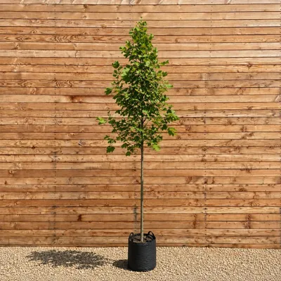 Produktbild von Tulpenbaum Hochstamm 300-350 cm, Stammumfang 12-14 cm - Liriodendron tulipifera Hochstamm