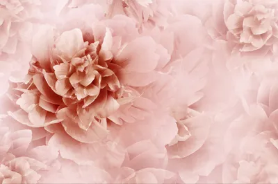Produktbild von Muralo Fototapete Blumen 405 (B) x 270 (H) cm Vlies Tapete Wandtapeten Pfingstrosen Blüten Optik Wohnzimmer Schlafzimmer moderne Wandbilder XXL Pflanzen Natur Wand Dekoration
