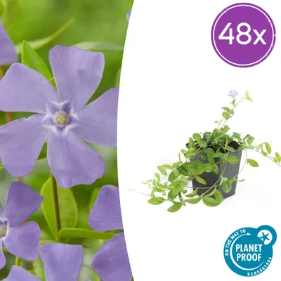 Produktbild von Vinca minor | 48 Stück - 10-25cm - Ø9cm - Gartenpflanze