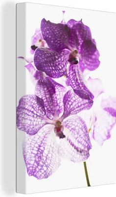 Produktbild von OneMillionCanvasses® - Leinwandbilder - 90x140 cm, Lila Orchideen, Wandbilder Kunstdruck Wanddekoration - Foto auf Leinwand - Gemälde auf Holzrahmen  - Wandschmucke - Schlafzimmer
