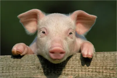 Produktbild von Wallario Poster - Süßes Ferkel auf dem Bauernhof in Nahaufnahme, Kunstdruck Größe: 61 x 91,50 cm