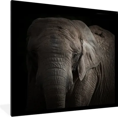 Produktbild von MuchoWow® Gerahmtes Poster Porträt eines Elefanten vor einem dunklen Hintergrund 40x40 cm - Poster mit Schwarzem Bilderrahmen Wandposter Rahmen Foto Bilder - Mit Rahmen - Wanddekoration Schlafzimmer