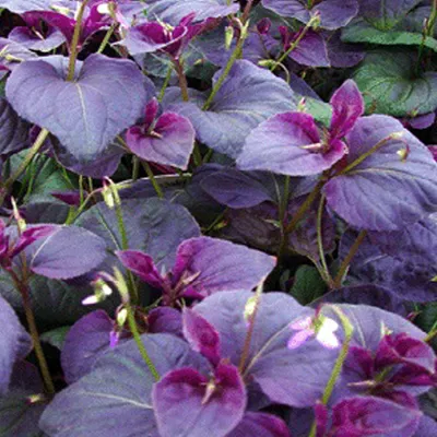 Produktbild von 6 x Labrador Veilchen - Viola labradorica | Topf 9cm x 9cm