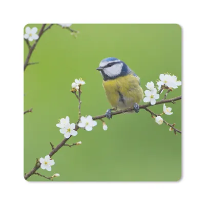 Produktbild von MuchoWow® Mauspad Mousepad Blaumeise - Zweig - Blumen - Blühende Zweige - Vogel 30x30 cm - Mousepads - Maus Mat - Pad - Mausunterlage - Gaming
