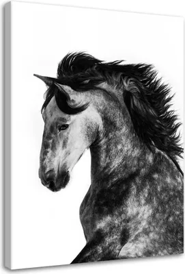 Produktbild von Leinwandbild wildpferd 70x100 cm Feeby grau wandbild bereit zum aufhängen