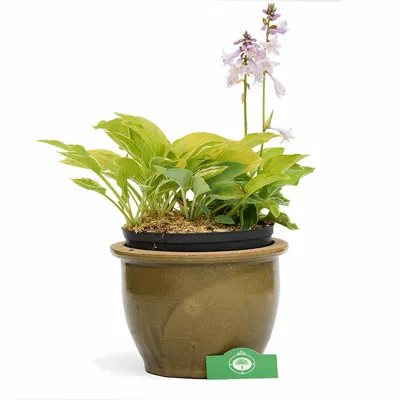 Productafbeelding van Hosta Experience – Set met 5 verschillende hosta's, ideaal voor tuin, terras en balkon
