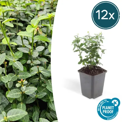 Produktbild von Bodendecker – Euonymus fortunei radicans – 9-cm-Topf – 12er-Set