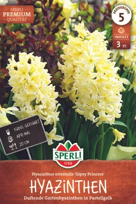 Productafbeelding van SPERLI Premium Hyacint 'Gipsy Princess', Hyacinthus orientalis, 3 bollen