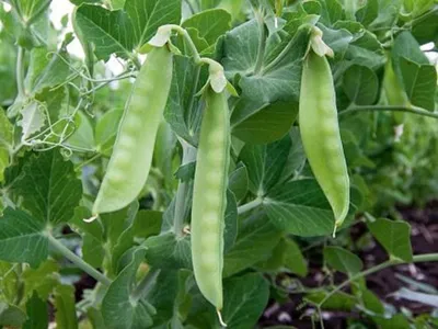 Zdjęcie produktu dla NASIONA Groch SIewny Cukrowy Ambrosia 40g PLANTICO Groszek 407152
