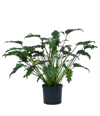 Produktbild von Dehner Baumfreund, Philodendron cultivars Xanadu, in Hydrokultur, ca. 70 cm, Ø Topf 22 cm, Zimmerpflanze