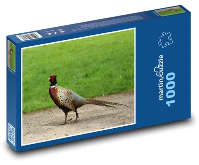 Zdjęcie produktu dla Puzzle 1000 Bażant na wybiegu - martinpuzzle