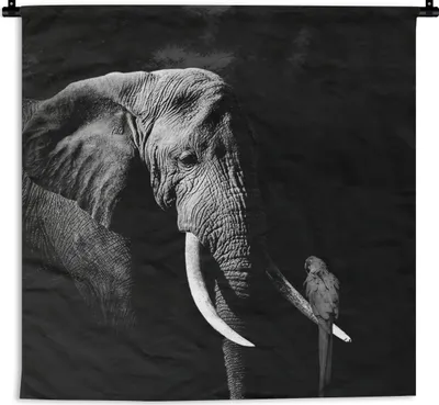 Produktbild von MuchoWow® Wandteppich Wandbehang Elefant - Papagei - Zähne - Schwarz - Weiß 150x150 cm Tapisserie Dekoration Wandtuch - Wohnaccessoires - Modernes