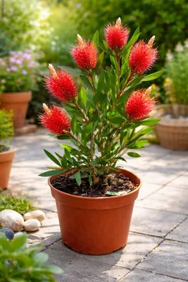 Immagine prodotto di Callistemon laevis (scovolino rosso) 40–60 cm – Pianta in vaso, scovolino rosso, mediterranea, parzialmente resistente al freddo