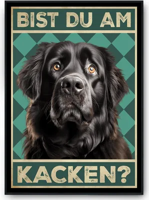 Produktbild von Neufundländer - Bist du am Kacken? Hunde Poster Badezimmer Gästebad Wandbild Klo Toilette Dekoration Lustiges Gäste-WC Bild DIN A4 – DIN A4 mit Rahmen | Schwarz