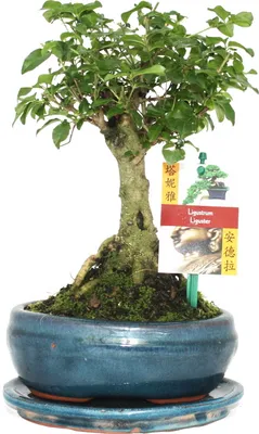 Obrázok produktu pre Bonsai Chin. Privet - Ligustrum sinensis - približne 6 rokov - gu?ovitý tvar