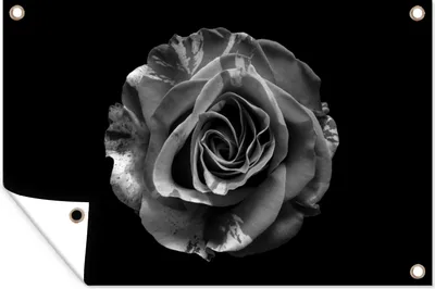 Produktbild von MuchoWow® 60x40 cm Outdoor-Poster Gartendeko Sichtschutz Garten Poster für den Garten  Blumen - Rose - Schwarz - Weiß - Botanisch