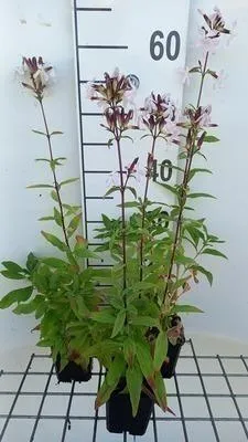 Immagine prodotto di 6 x Saponaria officinalis - Saponaria - vaso 9 x 9 cm