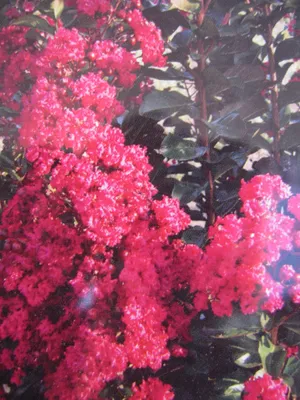 Produktbild von Lagerstroemia indica Pink Velour - Chinesische Kräuselmyrte - 40-60cm