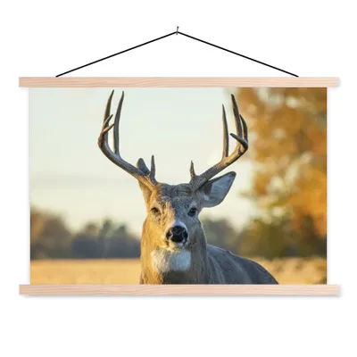Produktbild von MuchoWow® Textilposter Hirsche - Gras - Herbst - Geweih - Natur - Tiere 120x80 cm mit holzfarbenen Rahmen - Aufhängeset