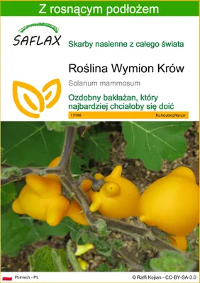 Zdjęcie produktu dla SAFLAX - Roślina Wymion Krów - 10 Nasiona - Z podłożem uprawowym wolnym od zarazków - Solanum mammosum