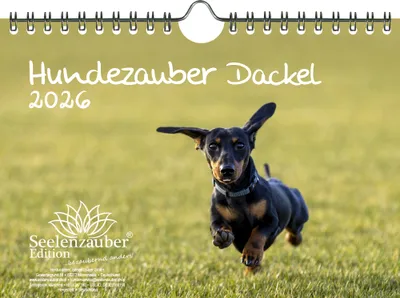 Produktbild von Hundezauber Dackel DIN A5 Kalender für 2026 Welpen und Hunde - Seelenzauber