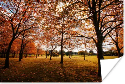 Produktbild von MuchoWow® Poster Herbst - Herbstblätter - Natur 30x20 cm - Plakate - Print