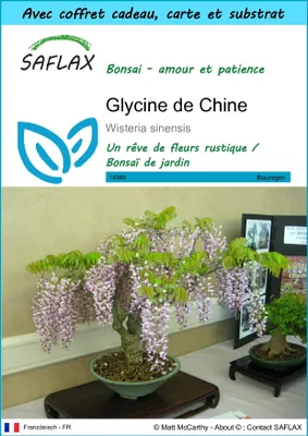 Image de SAFLAX Ensemble-cadeau - Glycine de Chine - 4 graines - Wisteria