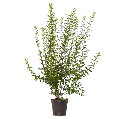 Produktbild von Dehner Wintergrüner Liguster Atrovirens, für 10 Meter Hecke, ca. 100-150 cm, 30 x 7.5 l Topf, Heckenpflanze