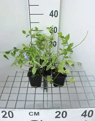 Produktbild von 12 x Vinca major 'Variegata' ('elegantissima') - Immergrün Variegata - Topf 9 cm x 9 cm
