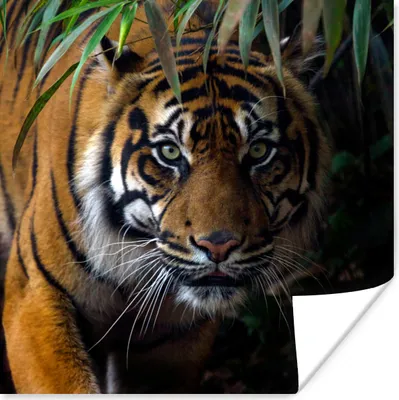 Produktbild von MuchoWow® Poster Tiger - Blätter - Dschungel - Tiere - Wild 100x100 cm - Babyzimmer