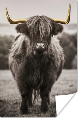 Produktbild von MuchoWow® Poster Scottish Hochlandrind - Schwarz - Weiß - Gold 20x30 cm - Papierdruck