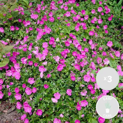 Produktbild von 3er-Set Geranium Sanguineum, Storchschnabel, 10-20 cm, Topf 9 cm