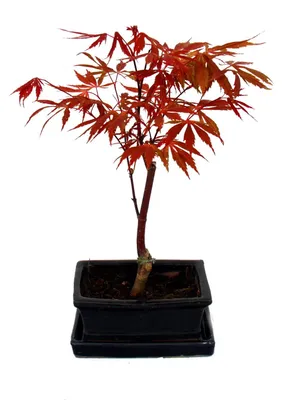 Zdjęcie produktu dla Klon japoński, Acer palmatum, doniczka 15 cm