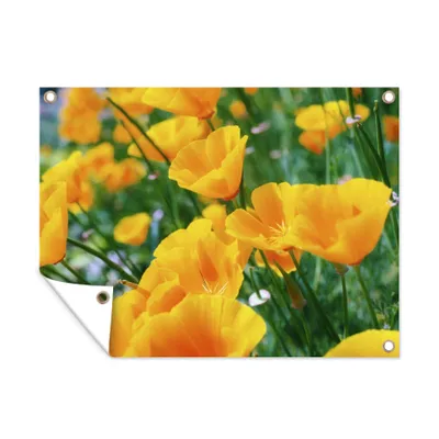 Obrázek produktu pro MuchoWow® Zahradní plakáty - Květiny - Zahrada - oranžová - 120x160 cm - Zahradní dekorace