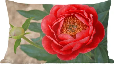 Produktbild von MuchoWow® Zierkissen Sofakissen Wohnzimmer Dekokissen 50x30 cm Eine rote Pfingstrose und eine Knospe - Wohnzimmerdekoration - Polster mit Photo