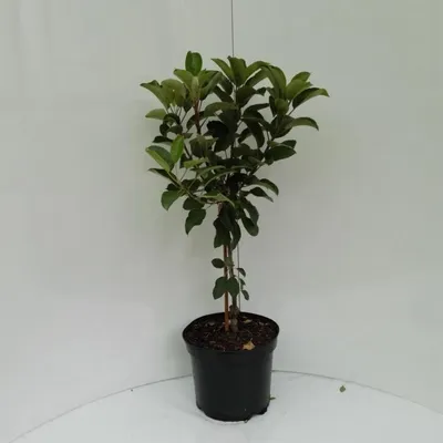 Produktbild von Zwergapfel Cactus ® - Zwergapfelbaum 7,5 Liter Topfballen MM111