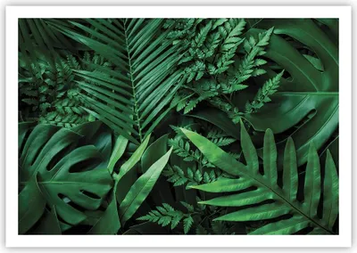 Produktbild von Poster - Poster ohne Rahmen - Exotisch Blätter Monstera - 100x70 cm - Wand Bild - Wanddeko - Wandbilder - Kunstposter - Wandposter - Bilder - Kunstdruck - Wanddekoration - Wandbild - P2XAA100x70-4746
