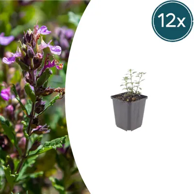 Image de Teucrium lucidrys | 12 pièces - 10-25cm - Ø9cm - Plante de jardin
