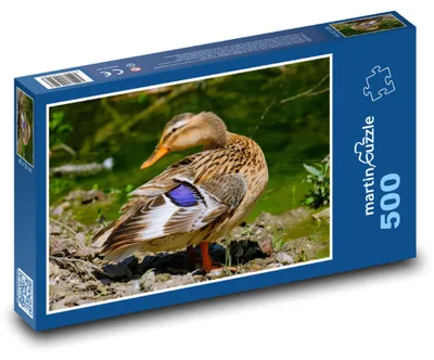 Obrázek produktu pro martinpuzzle - Puzzle 500 - Zvíře - kačena