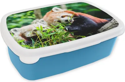 Produktbild von KitchenYeah® Lunchbox Brotzeit Brotdose 17x11 cm Roter Panda - Pflanzen - Baumstamm Kinder Brotzeitdose - Lunch - Kunststoff  - Brotbüchse - Sandwichbox - Lunchbox für Kinder