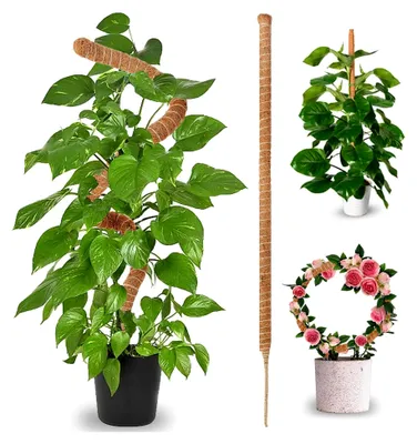 Produktbild von Rankhilfe für Monstera – Moosstab aus Kokosfaser – 70 cm – Flexibler Pflanzenstab für Kletterpflanzen im Innenbereich