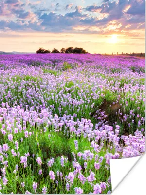 Produktbild von MuchoWow® Poster Blumen - Lavendel - Lila - Himmel - Sonnenuntergang - Wiese - Natur 90x120 cm - Wohnzimmer