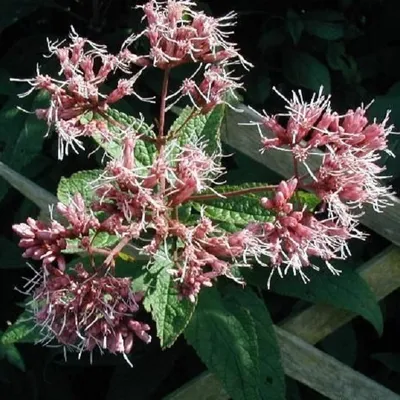 Produktbild von 6 x Purpur-Wasserdost - Eupatorium purpureum | Topf 9cm x 9cm