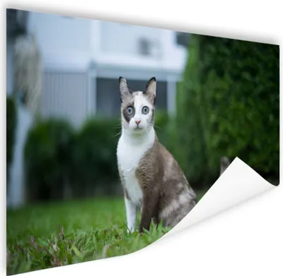 Produktbild von MuchoWow® Poster Katze - Siamese - Gras - Mädchen - Kinder - Jungen - Kind 180x120 cm - Fotoplakat