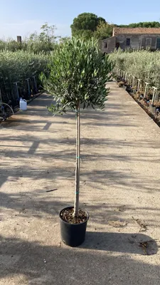 Produktbild von Olivenbaum 160–180 cm – Winterhart, dicker Stamm, robust & mediterran – Ideal für Garten, Terrasse & Balkon –