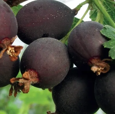 Obrázek produktu pro Josta (Ribes x nidigrolaria) 2L
