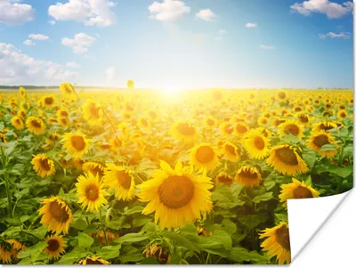 Produktbild von MuchoWow® Poster Sonnenblume - Sonne - Wolken 160x120 cm - Foto Plakat